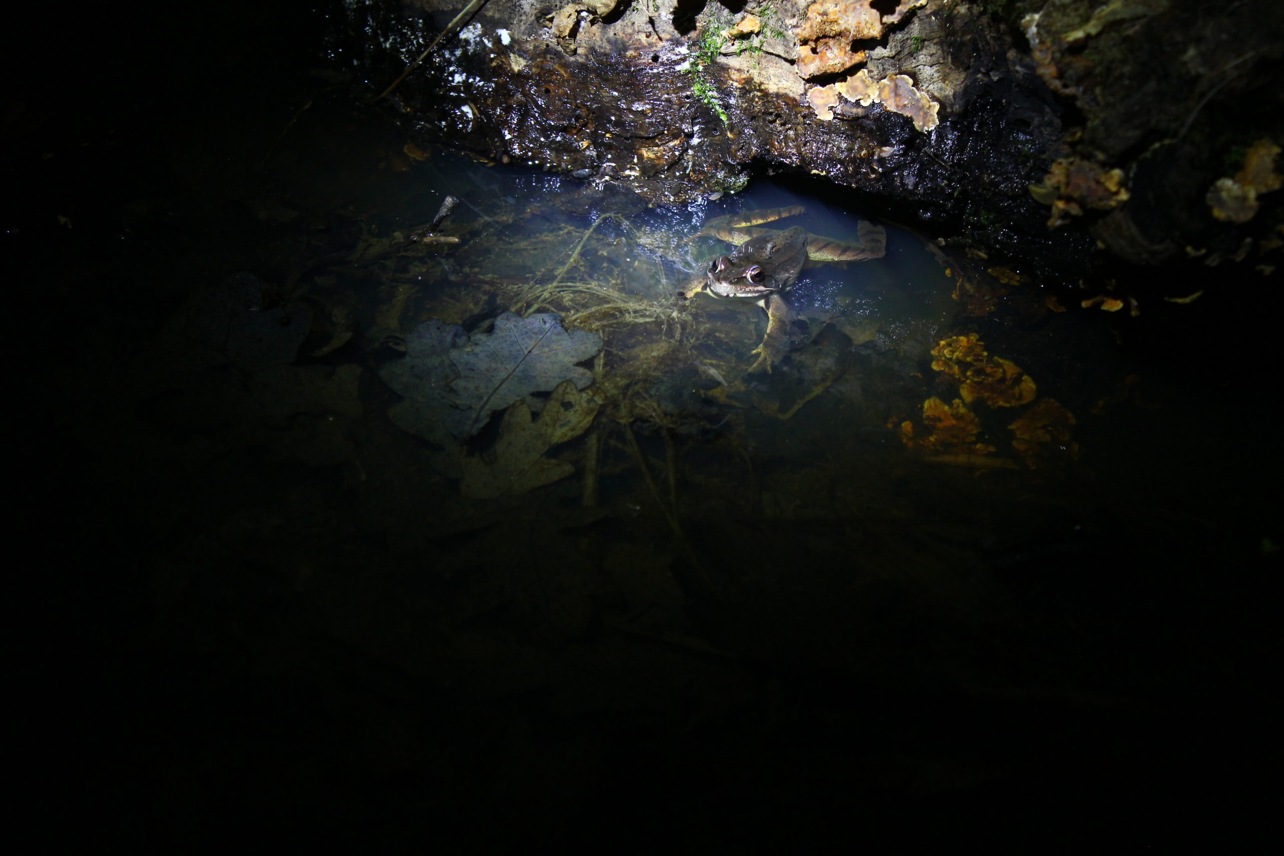 Soirée d'échange sur la pollution lumineuse - Cahors (46)