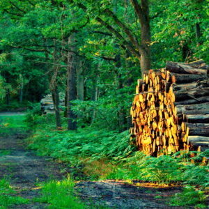 Plan ARBRE Haute-Garonne : contributions des associations de protection de l'environnement