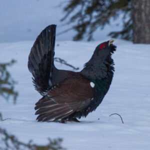 STOP à la chasse au Grand Tétras dans les Pyrénées : La pétition est arrivée à son terme