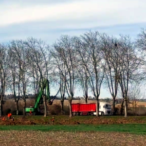 Autoroute A69 : la coupe des platanes de Vendines devant la Justice