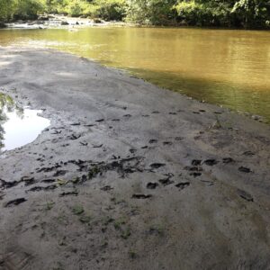 Pollution des eaux de l’Agout en 2019 : EDF est condamnée à indemniser FNE Midi-Pyrénées