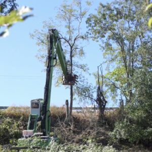 Chantier du projet autoroutier de l'A69 : le massacre des arbres continue en toute illégalité