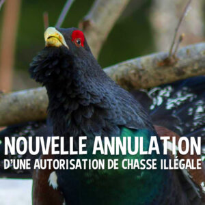Chasse au grand tétras : annulation du dernier arrêté par la Justice