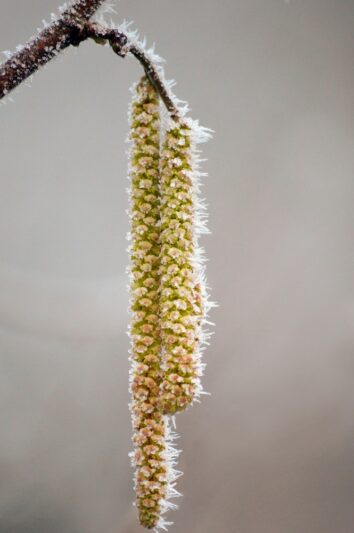 Image de fleur de noisetier en hiver (avec du gel)