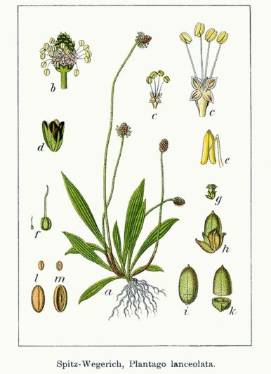 Planche botanique du plantain